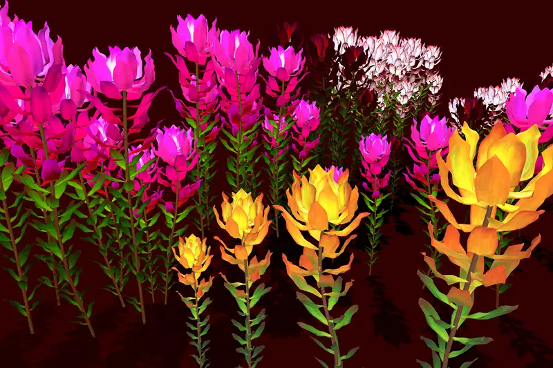 Flower Leucadendron Asset Thumbnail