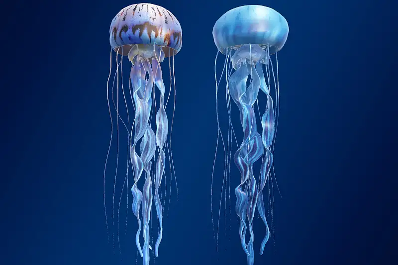 Jellyfish Chrysaora Asset Thumbnail