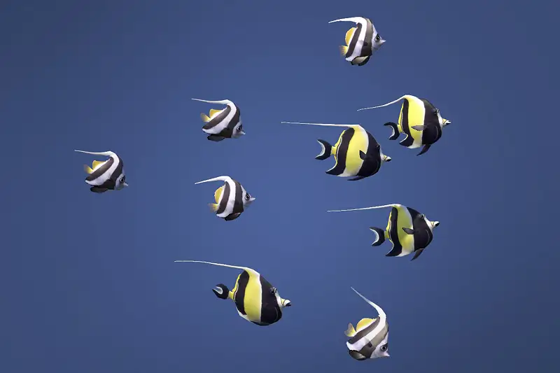 Schooling 9 Moorish and Bannerfish Asset Thumbnail